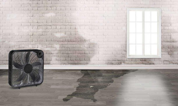 Best Local water damage restoration  in Watauga, TX